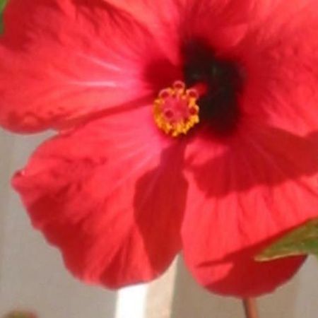 Apartman Hibiskus Бол Экстерьер фото