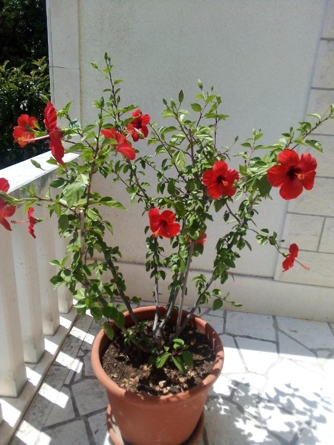 Apartman Hibiskus Бол Экстерьер фото