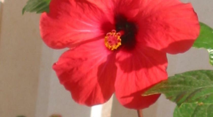 Apartman Hibiskus Бол Экстерьер фото